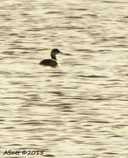 Horned Grebe - ML21544131