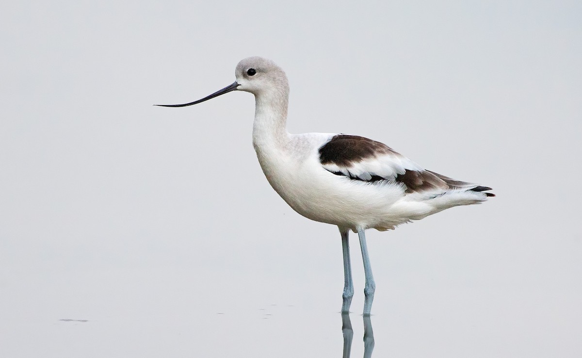 American Avocet - Denny Swaby