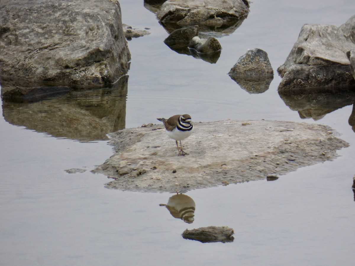 Killdeer - ML215441631