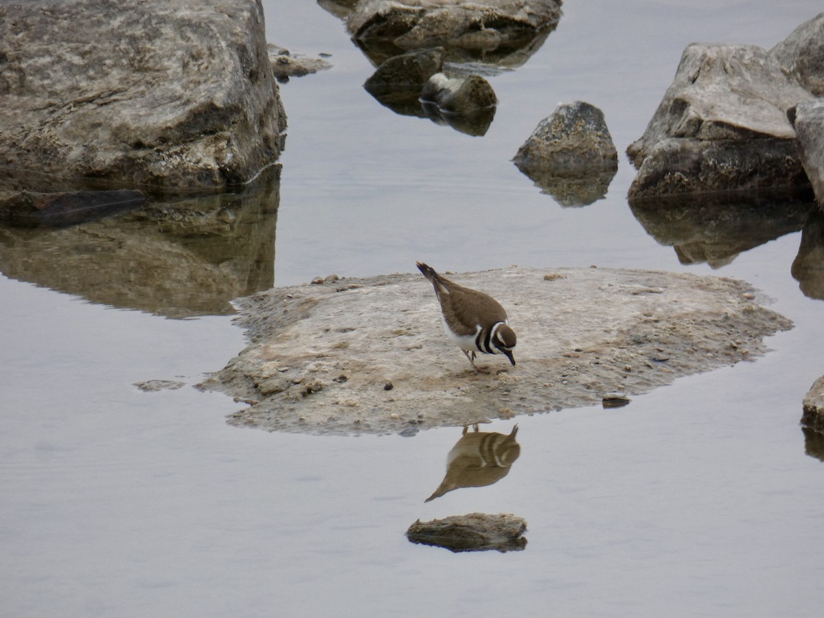 Killdeer - ML215441671