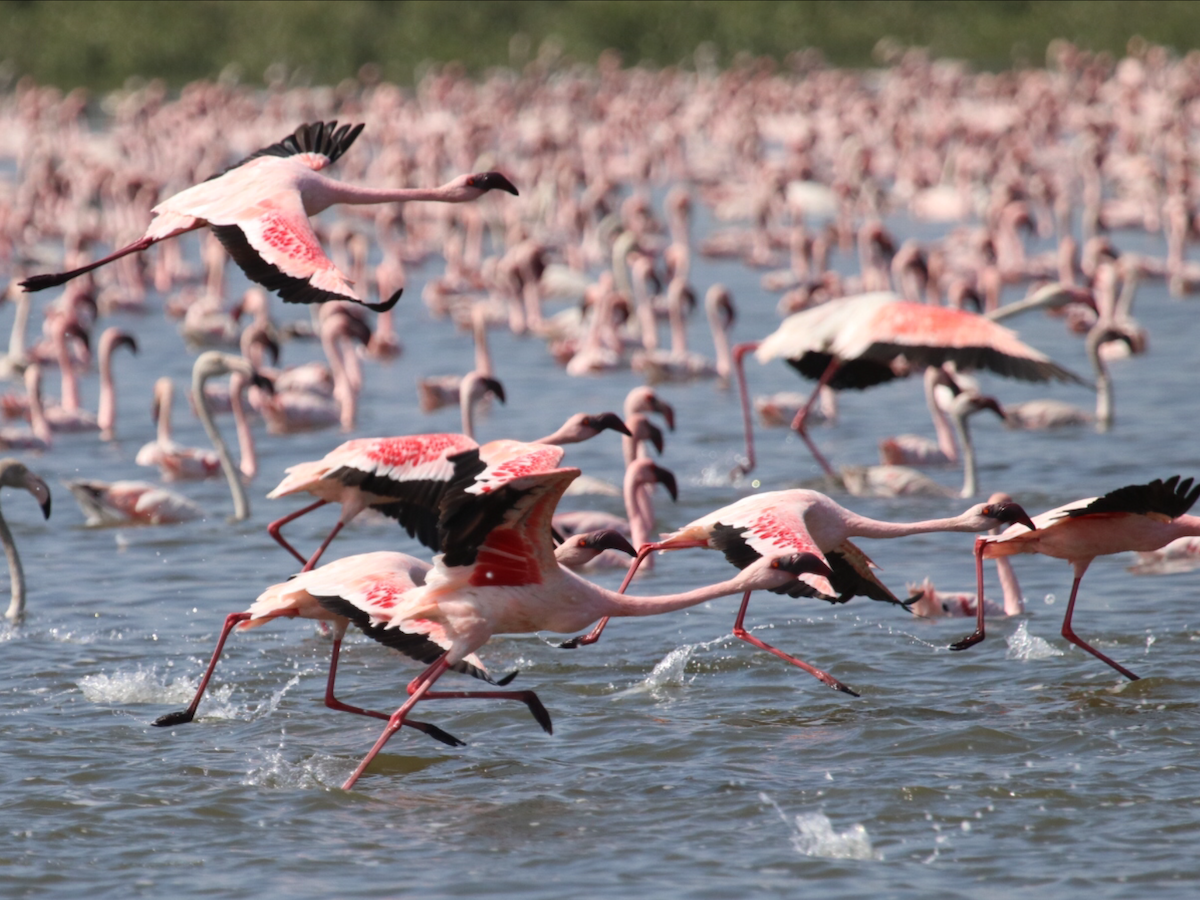 Lesser Flamingo - ML215441811