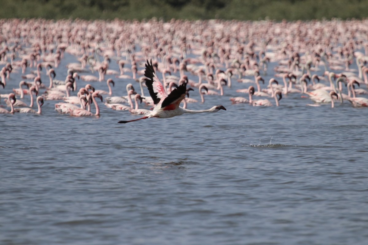 Lesser Flamingo - ML215442591