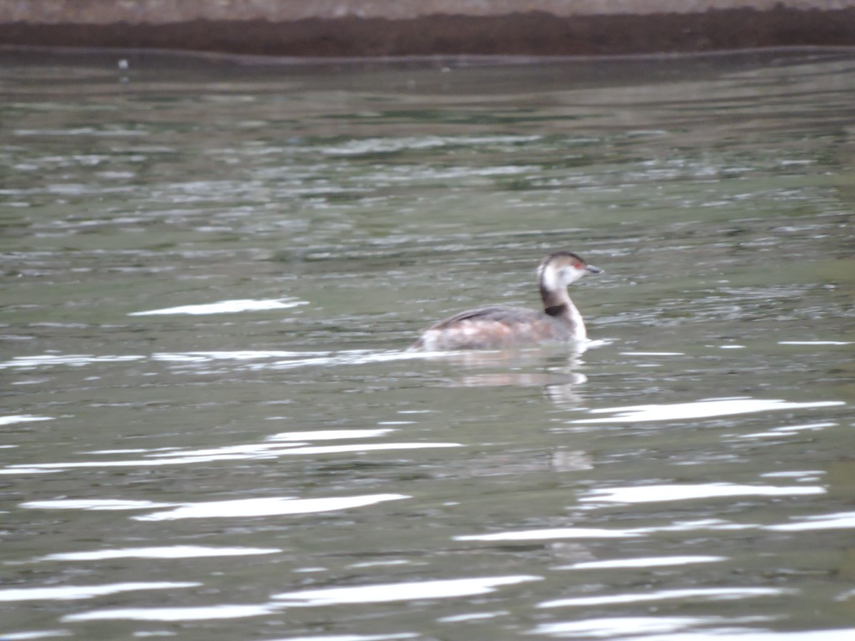 Horned Grebe - ML215442701