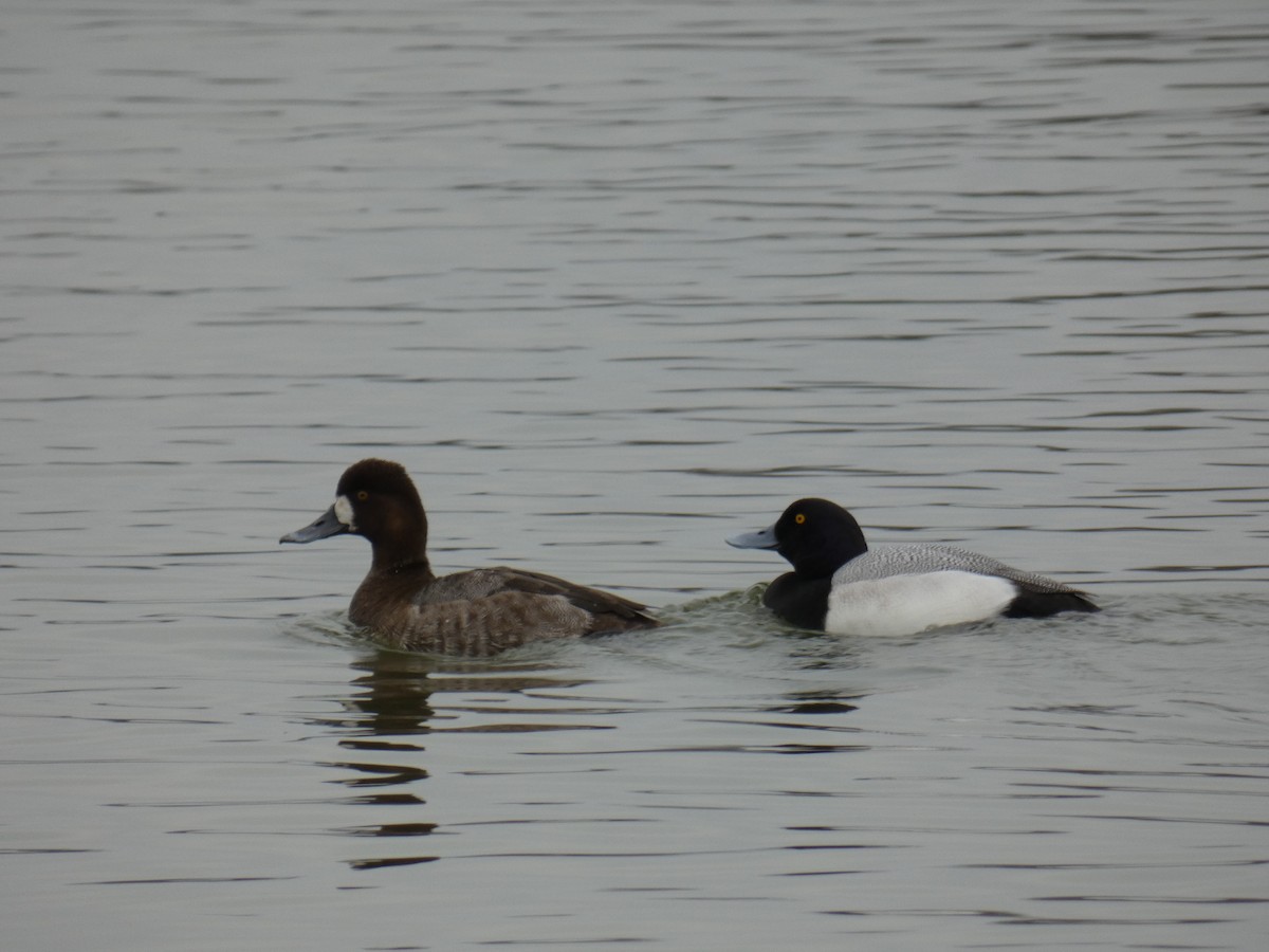 Lesser Scaup - ML215443231