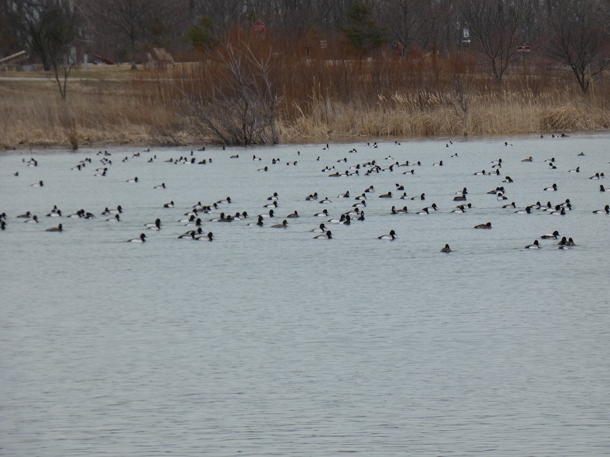 Lesser Scaup - ML215443301