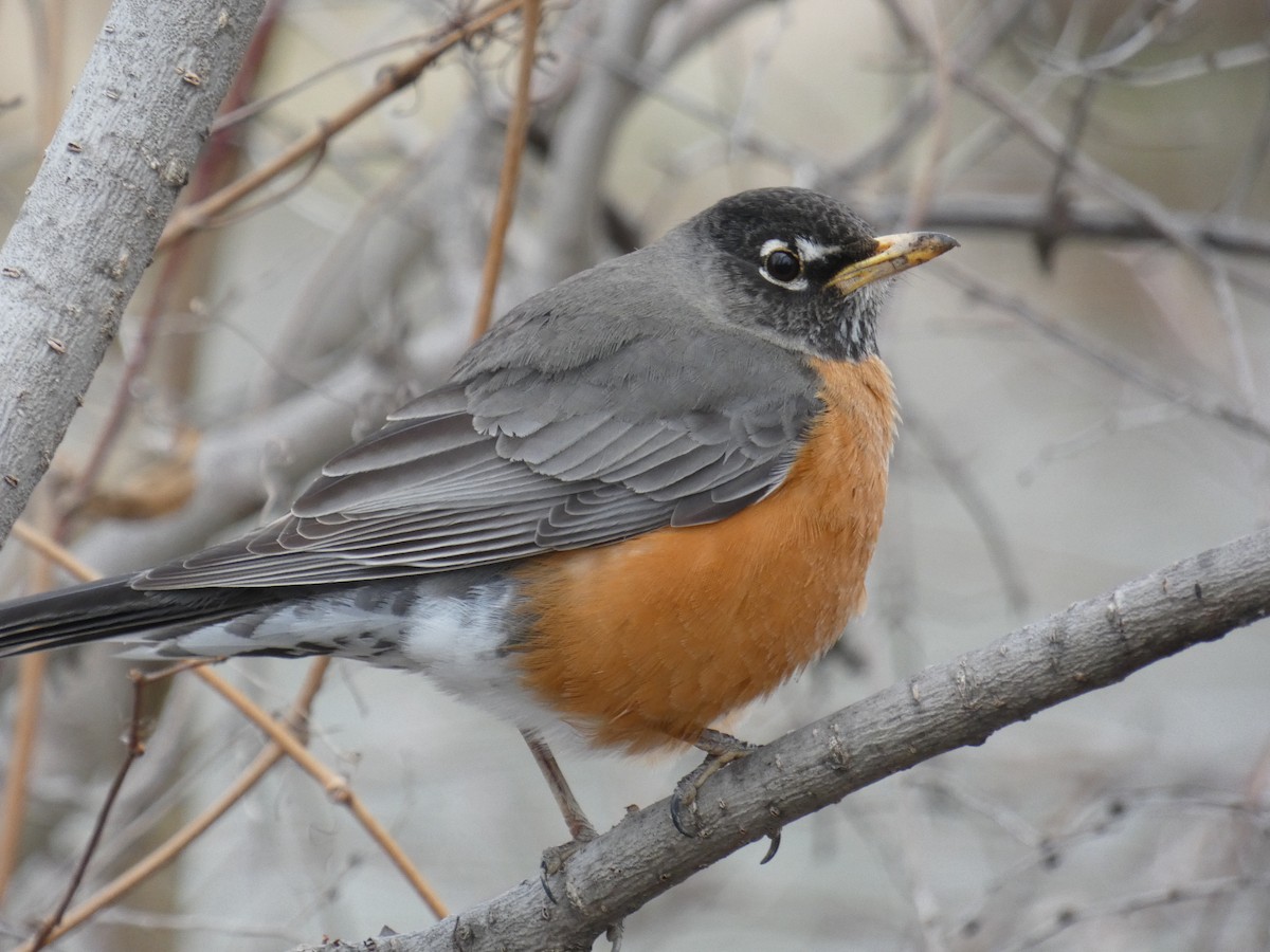 American Robin - David Riddle