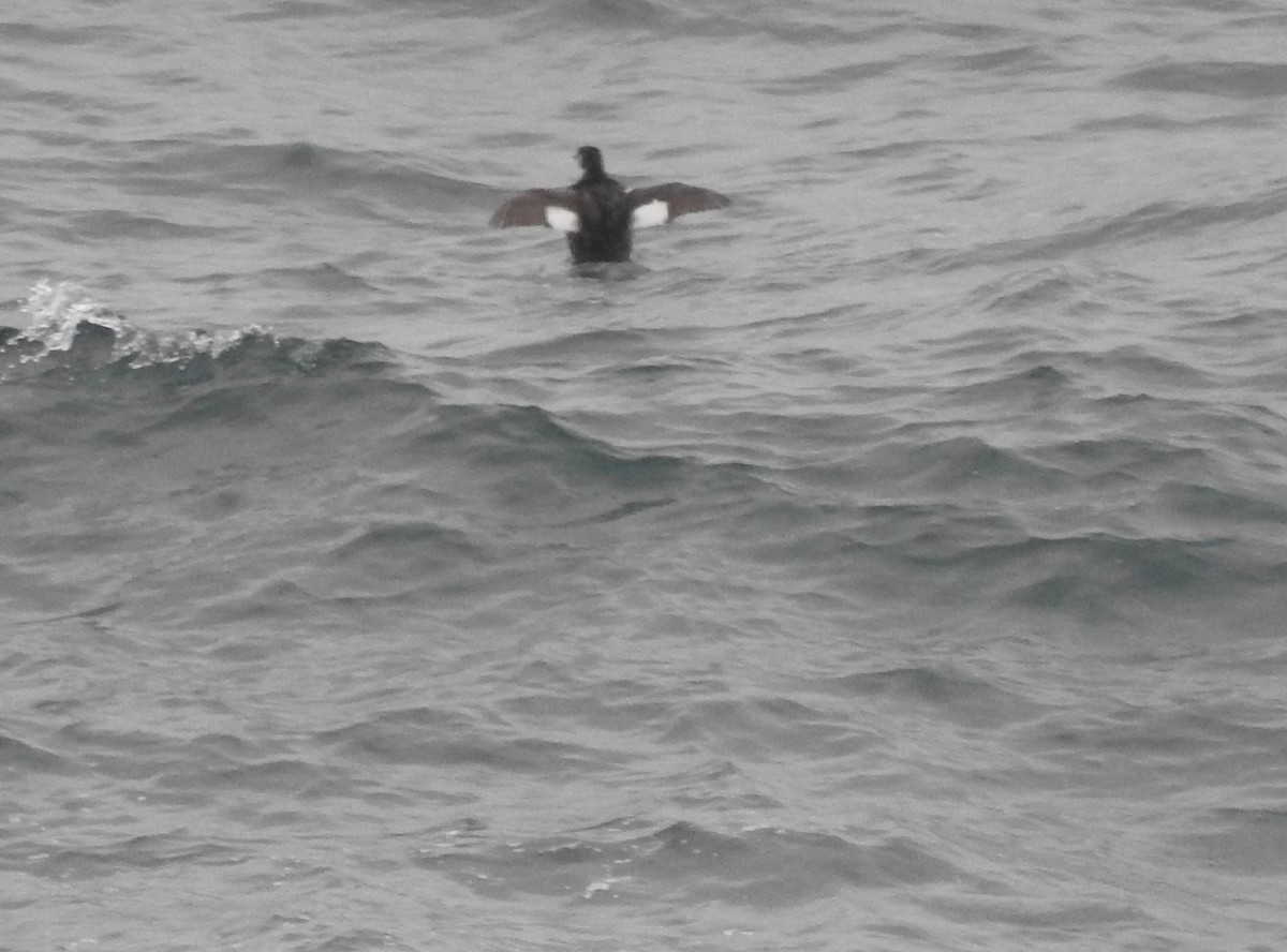 Red-necked Grebe - ML215444681