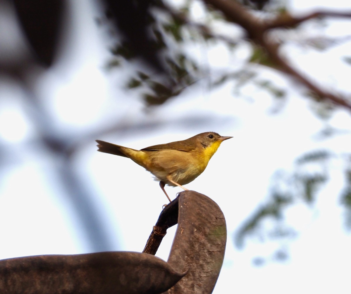 Common Yellowthroat - ML215444811