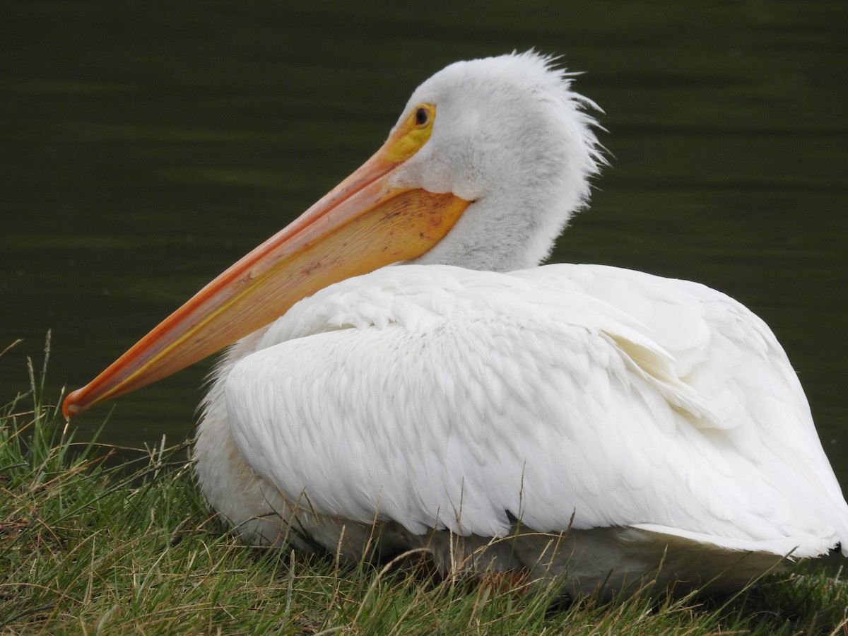 American White Pelican - ML215445271