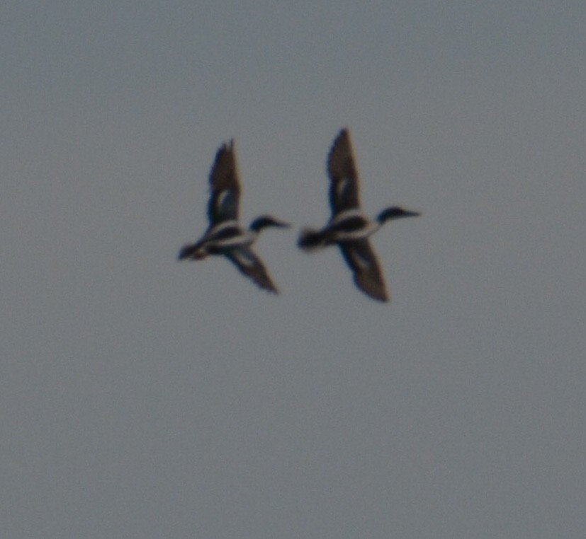 Northern Shoveler - ML215445661