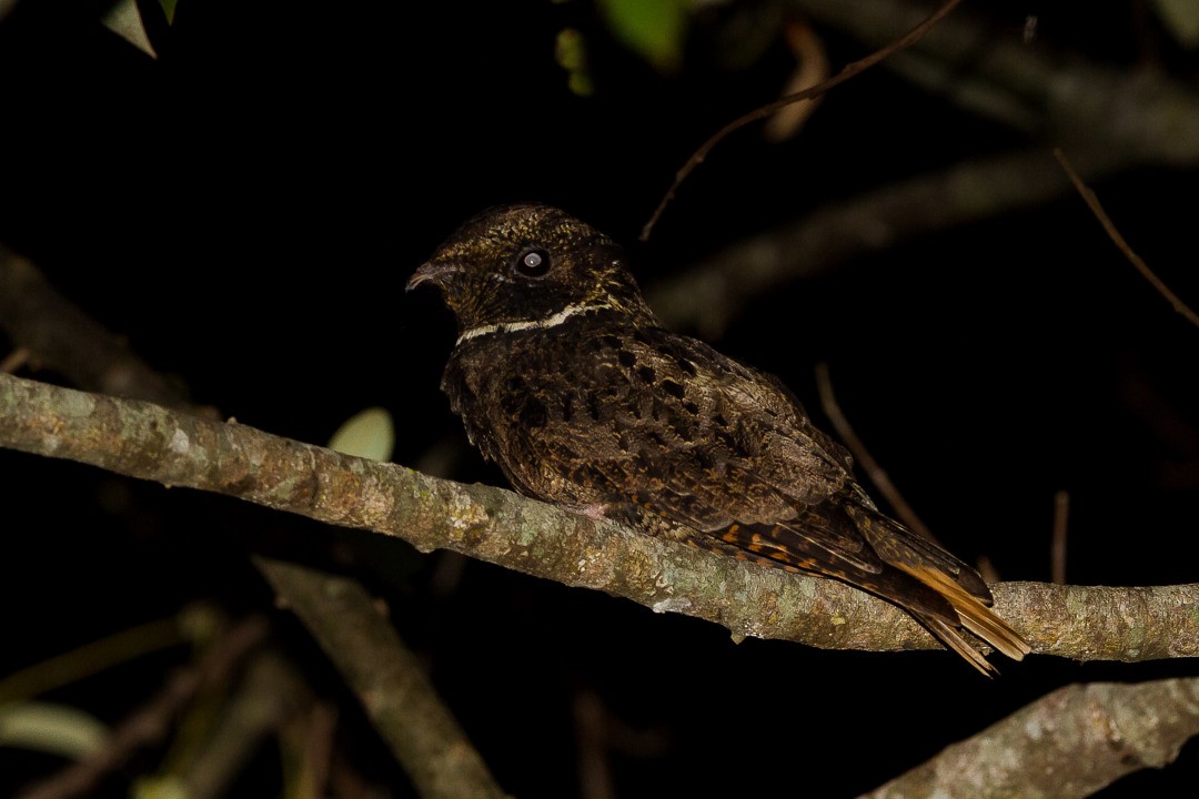 Rufous Nightjar - ML215446141