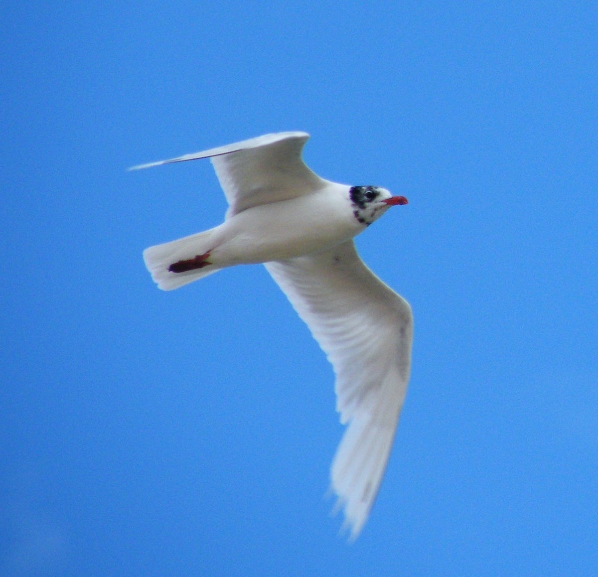 Mediterranean Gull - Domingos Leitão