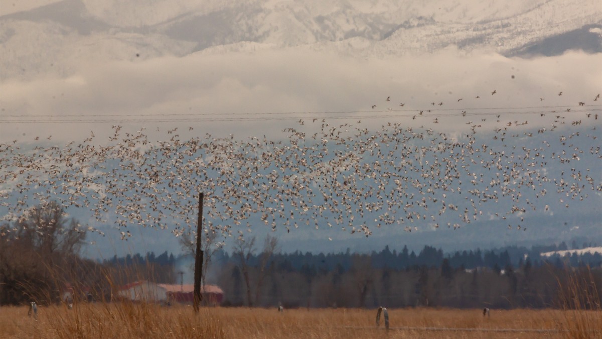 Snow Goose - ML215449201