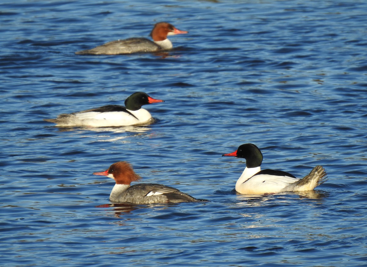 Gänsesäger - ML215450001