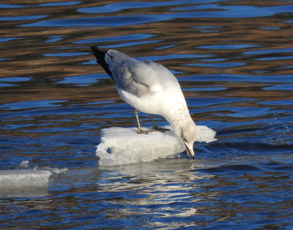 Ring-billed Gull - ML215450051