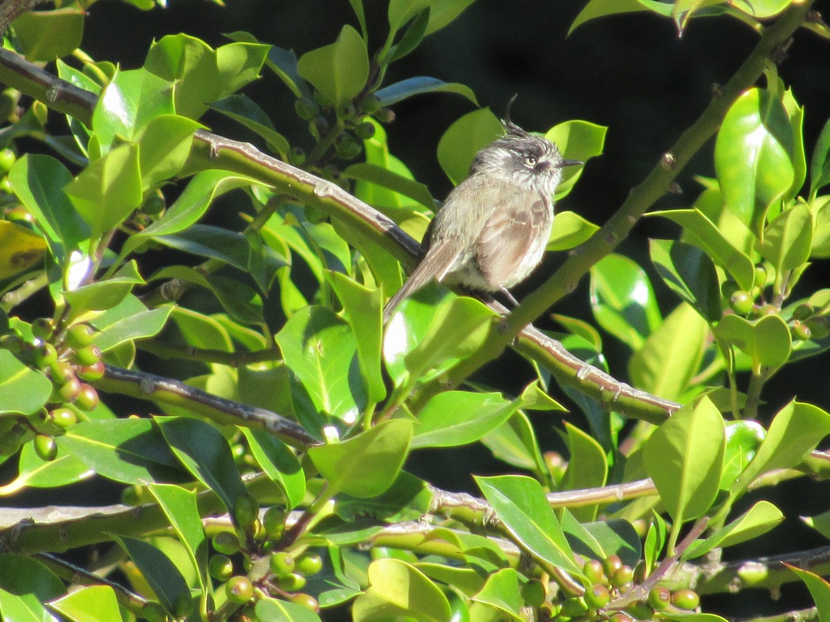 Tufted Tit-Tyrant - ML215450101