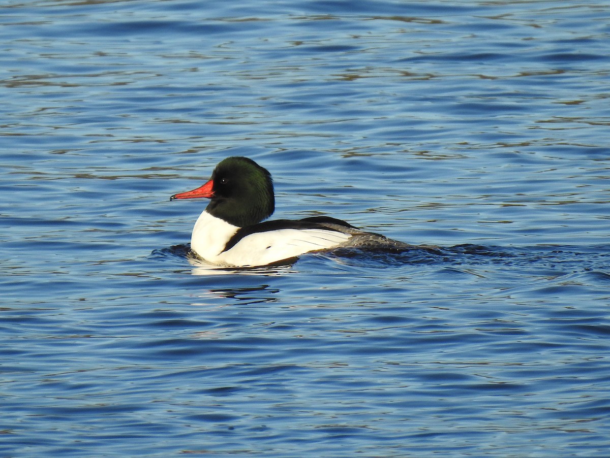 Common Merganser - ML215450201