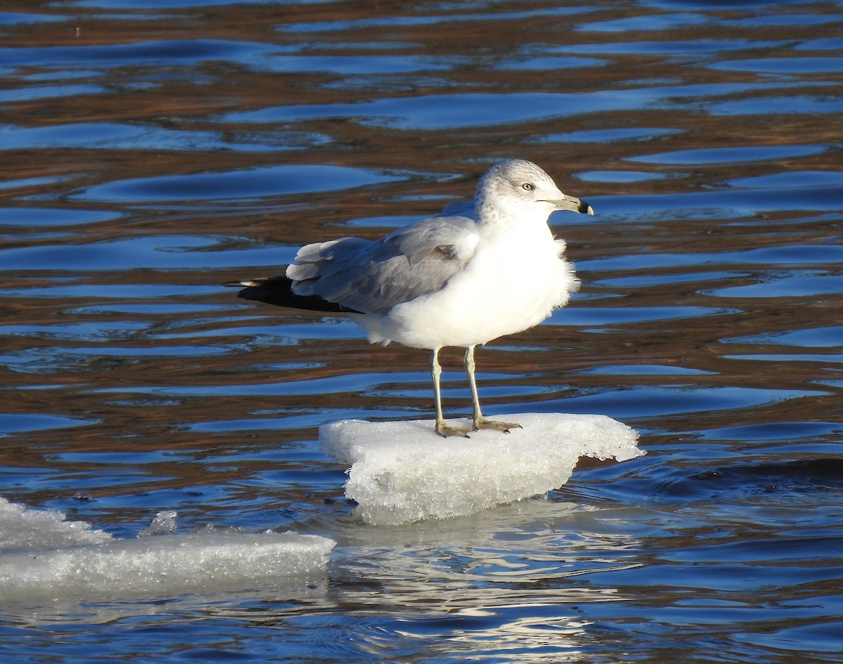 Ring-billed Gull - ML215450311