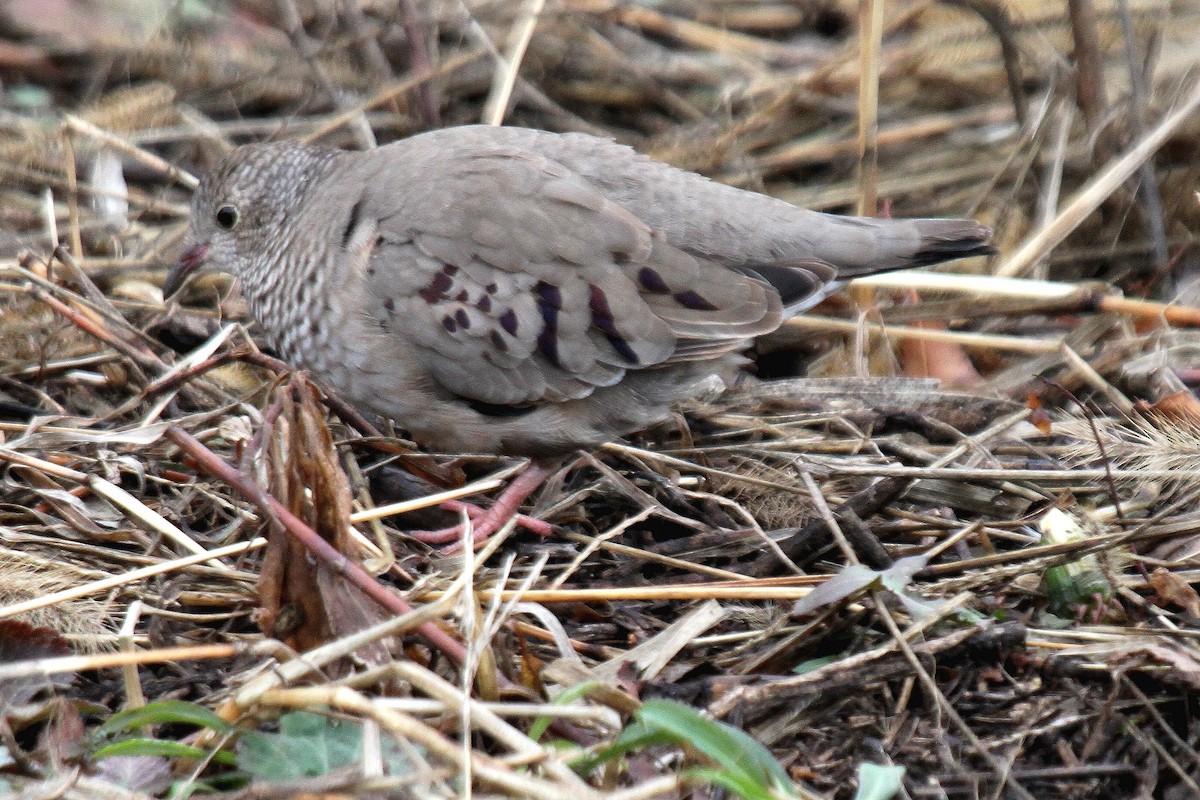 Common Ground Dove - Bob Stymeist