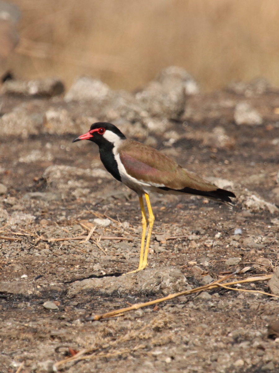 Red-wattled Lapwing - ML215452811