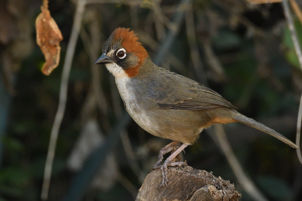 Rusty-crowned Ground-Sparrow - Antonio Robles | Mexican Birding