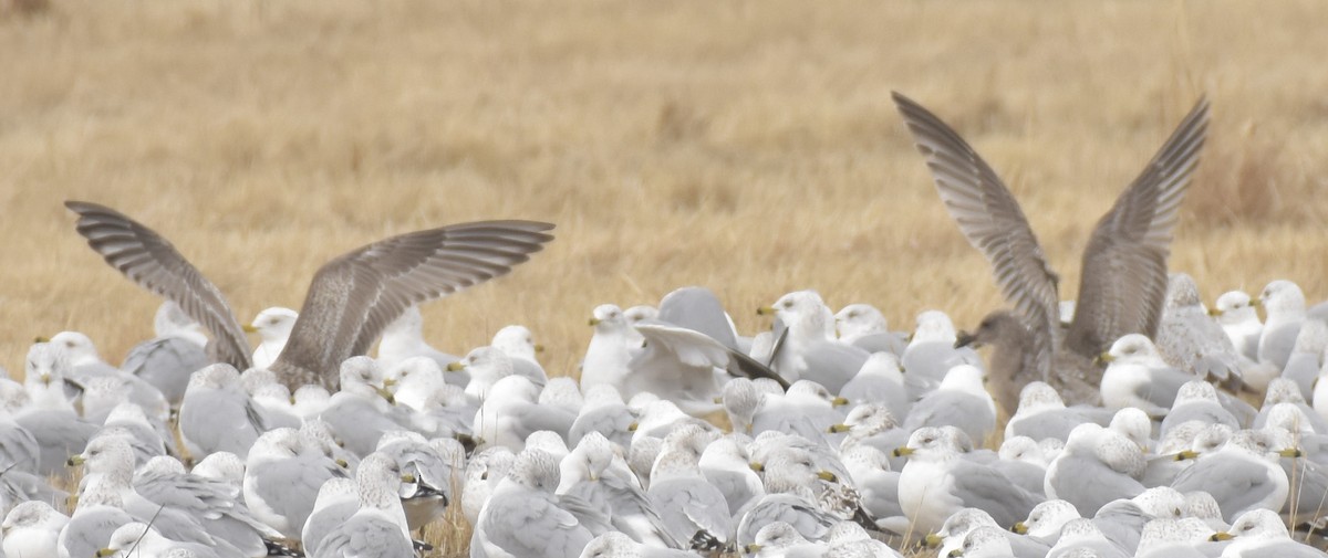 Gaviota Groenlandesa (thayeri) - ML215455671