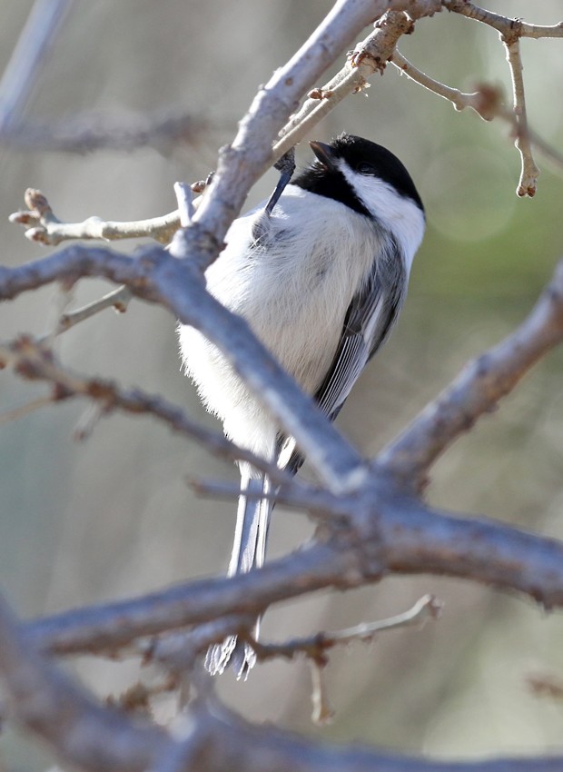 Black-capped Chickadee - ML21545641
