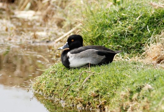 Ring-necked Duck - ML21545701