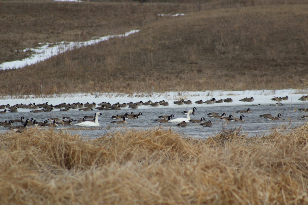 Trumpeter Swan - ML215459021