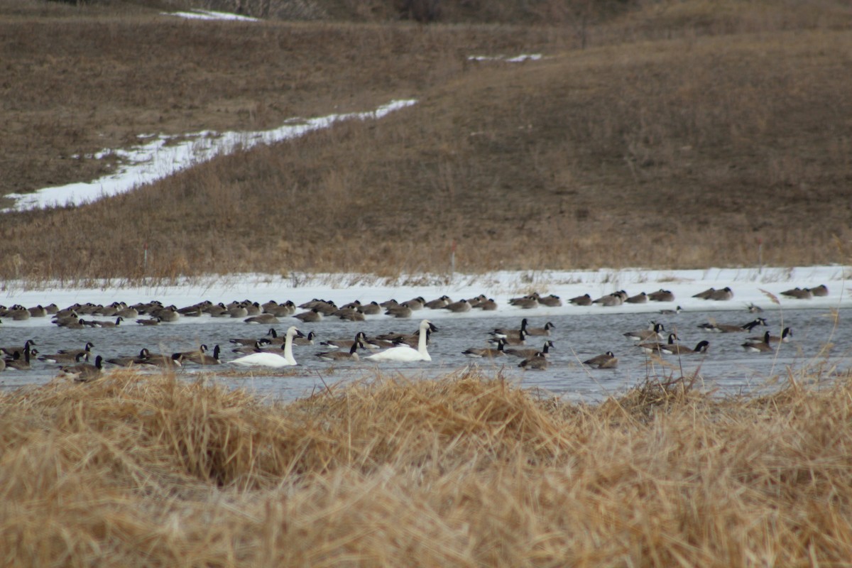 Trumpeter Swan - ML215459031