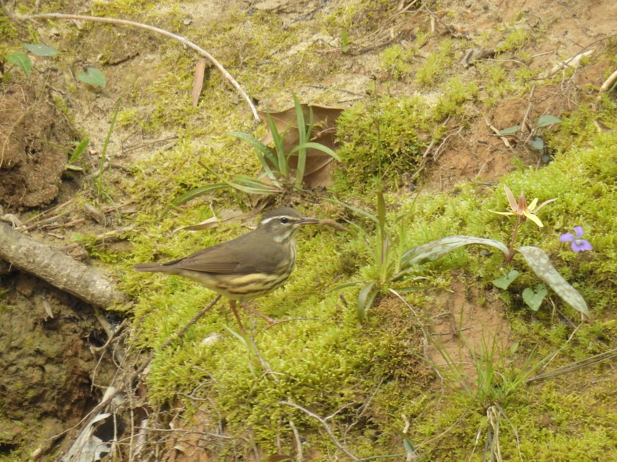 Louisiana Waterthrush - Brian  S