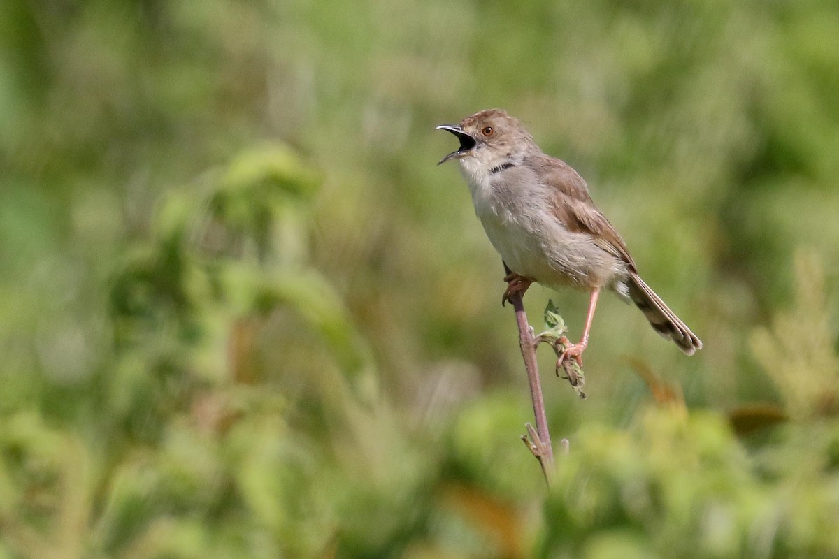 Trilling Cisticola - Michael O'Brien