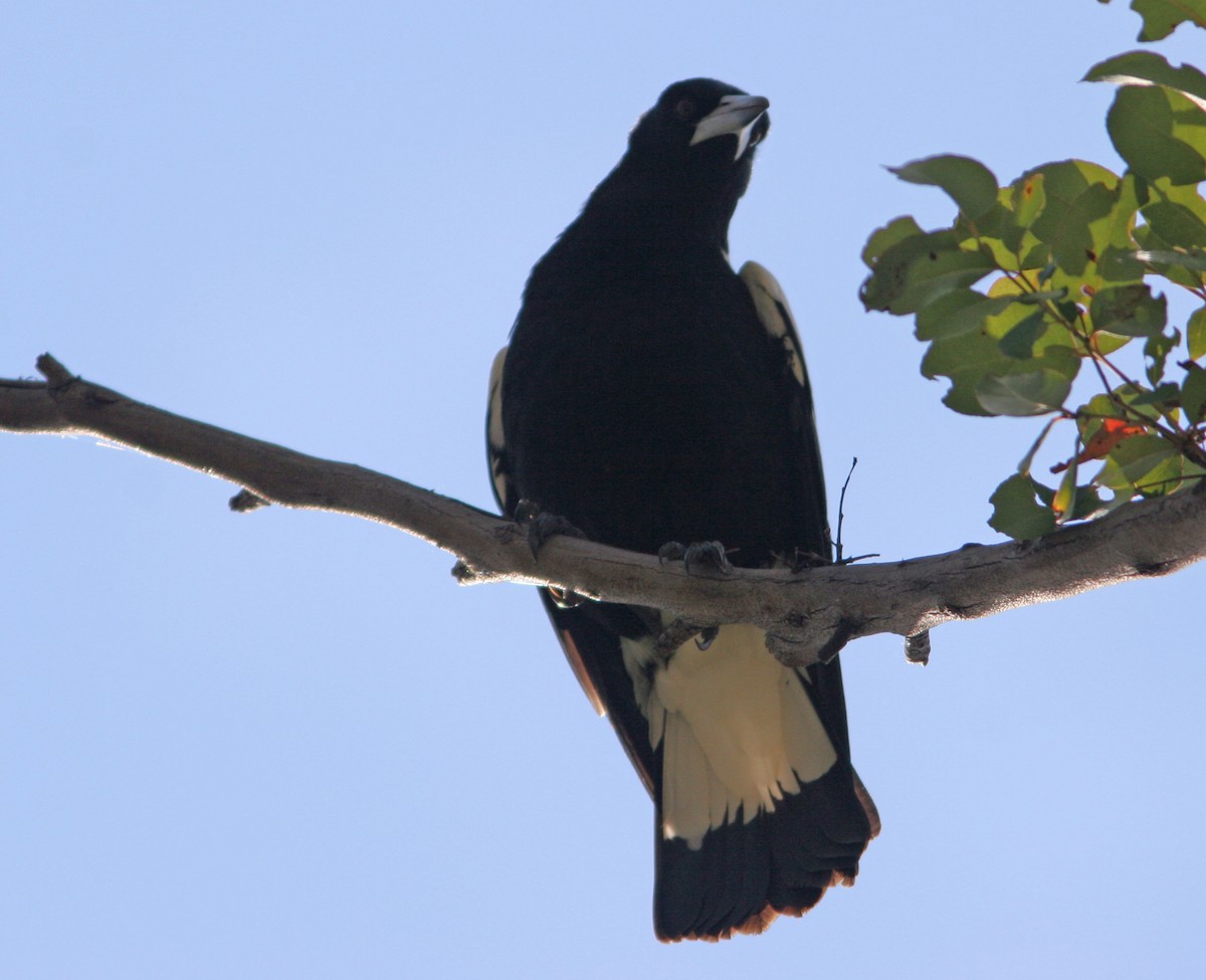Australian Magpie (Western) - ML215461421