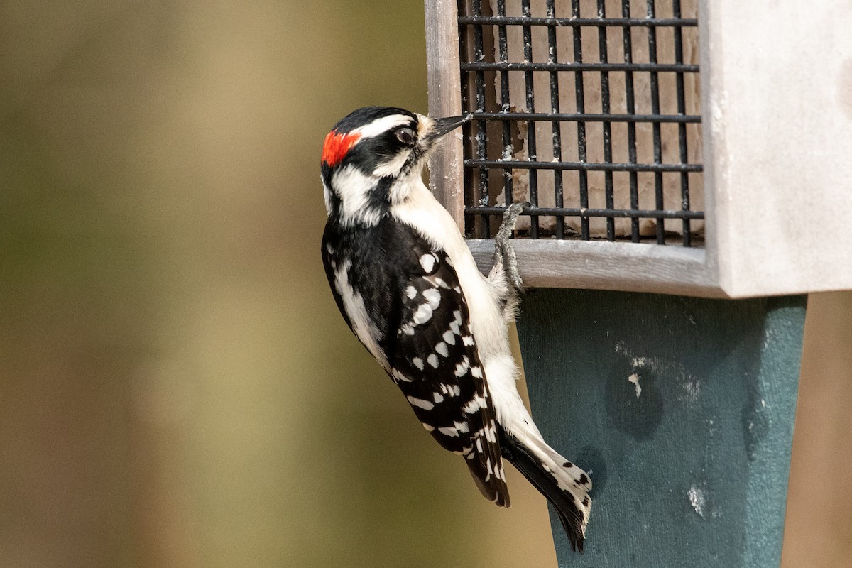 Downy Woodpecker - ML215461551