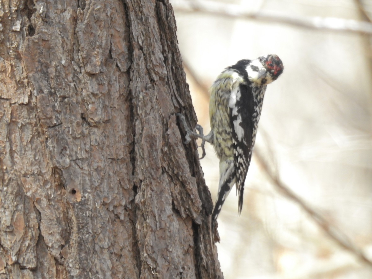 Yellow-bellied Sapsucker - ML215461901