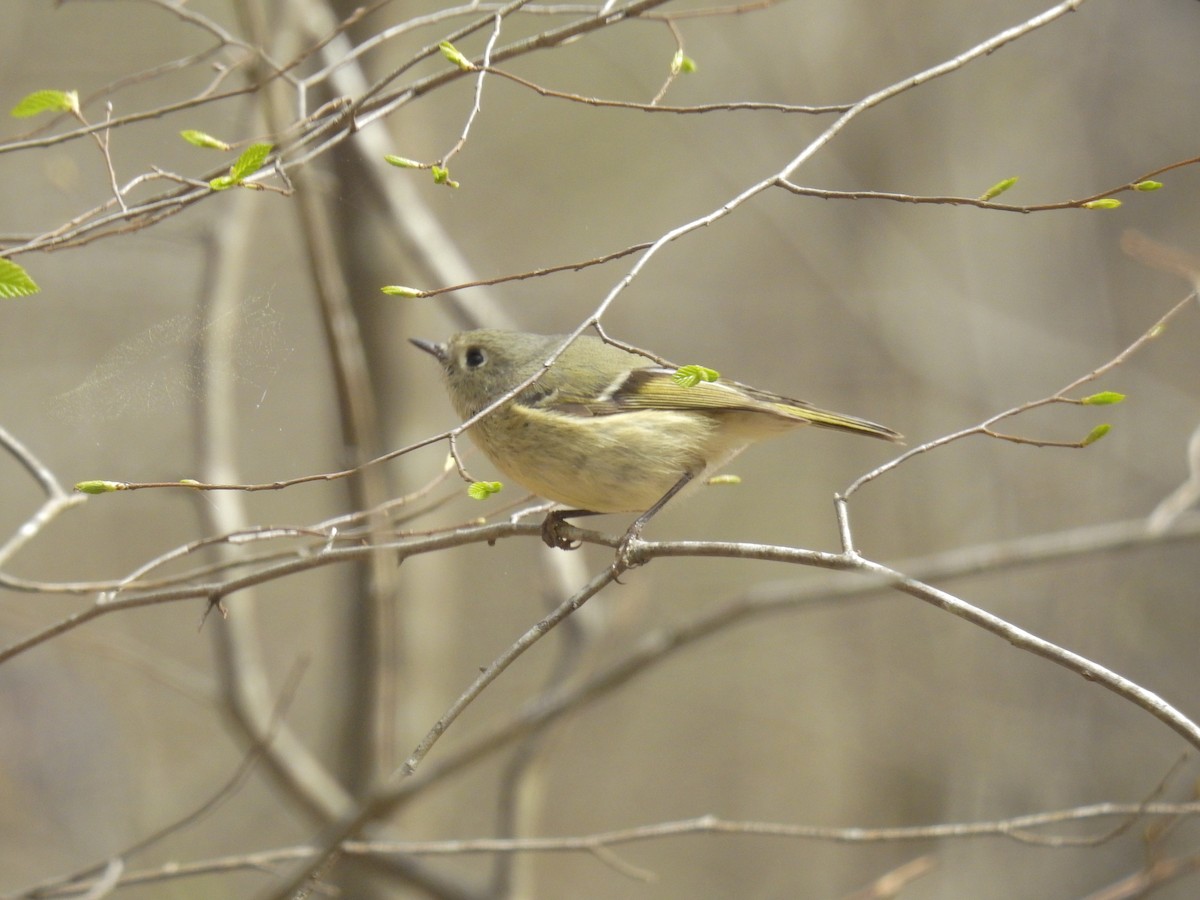 Ruby-crowned Kinglet - ML215462041