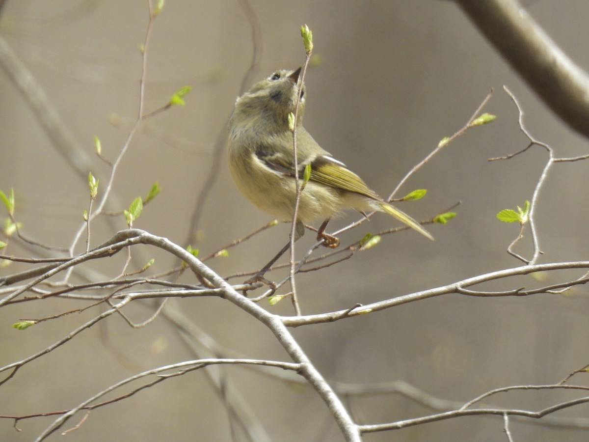 Ruby-crowned Kinglet - ML215462061