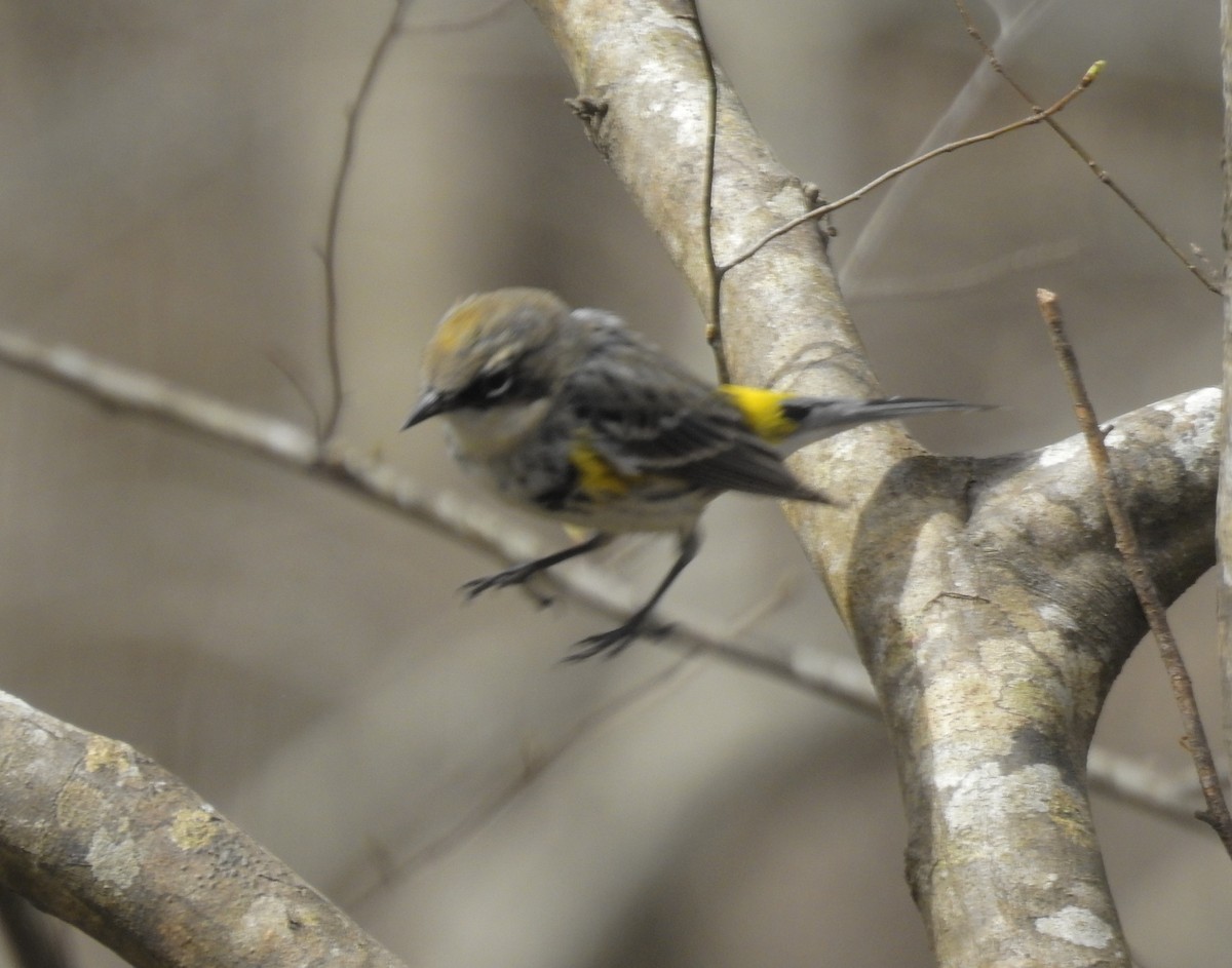 Yellow-rumped Warbler - ML215462071