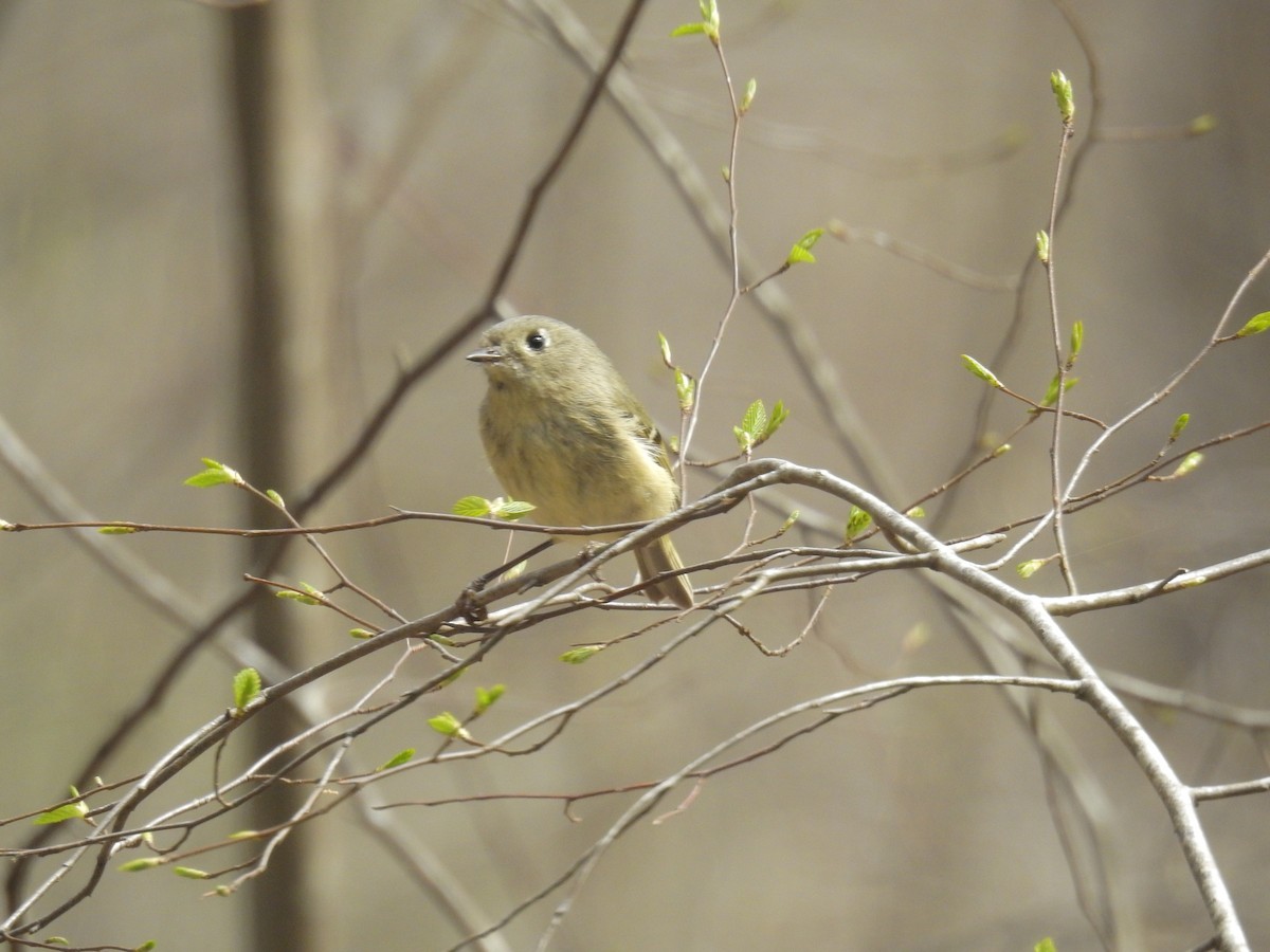 Ruby-crowned Kinglet - ML215462091