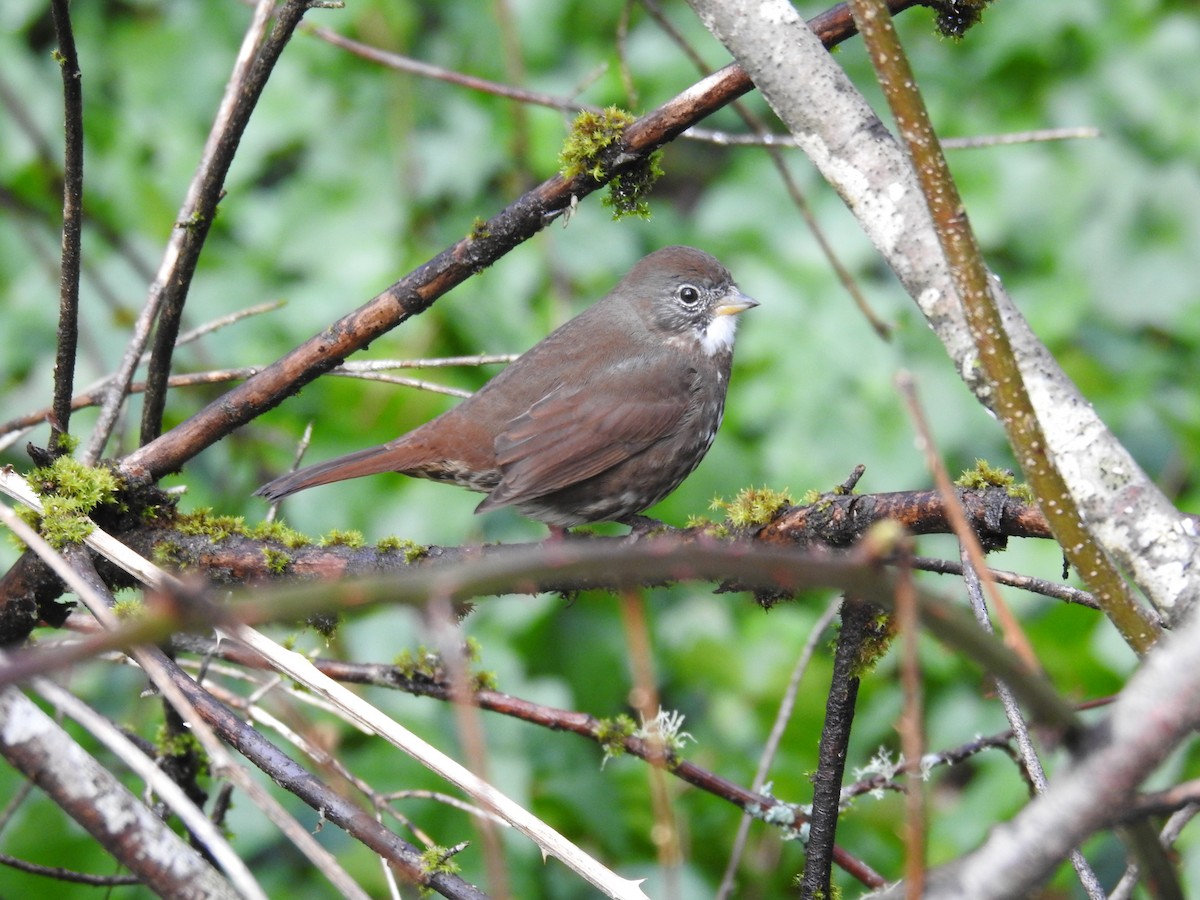 Fox Sparrow (Sooty) - ML215462151
