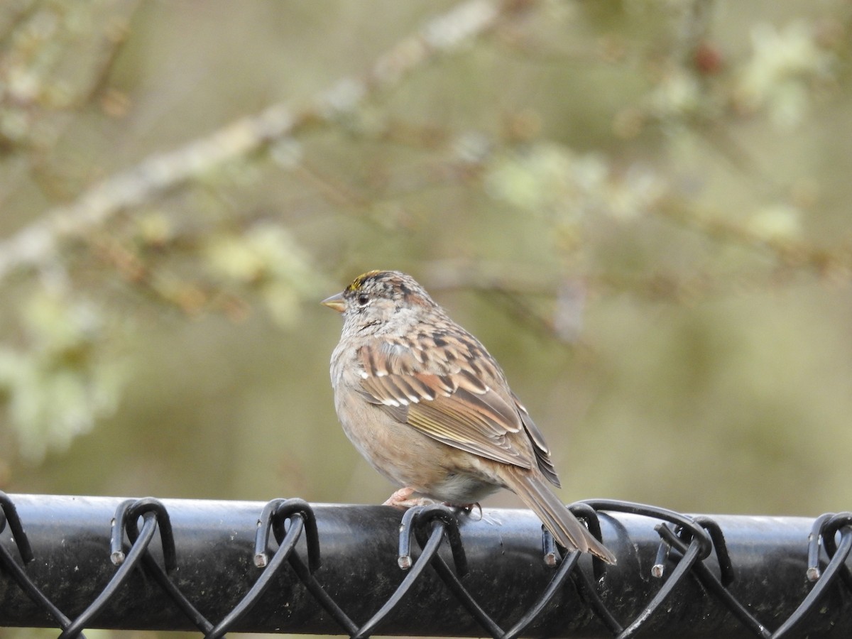 Golden-crowned Sparrow - ML215462241
