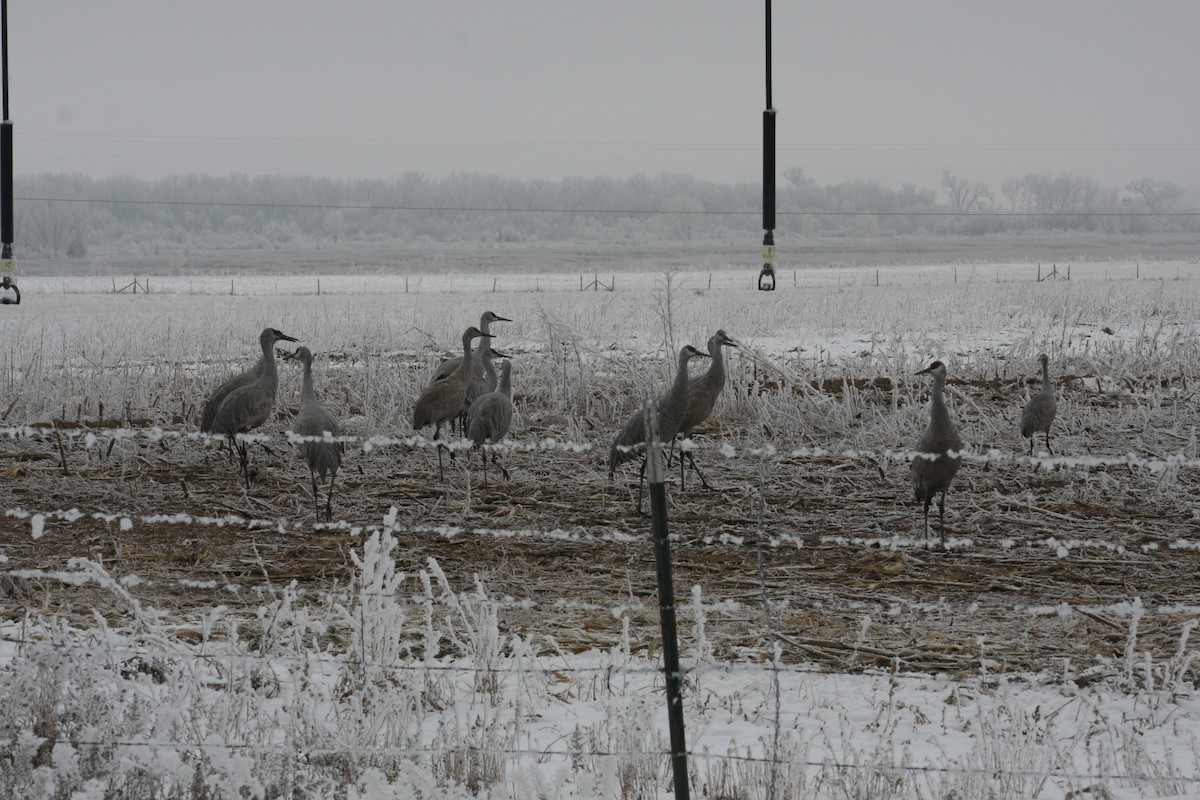 Sandhill Crane - ML21546341