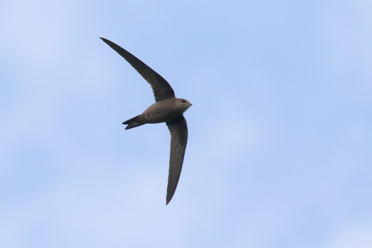Mottled Swift - ML215463441
