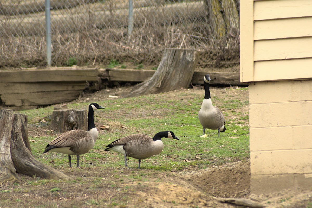 Canada Goose - ML215463631