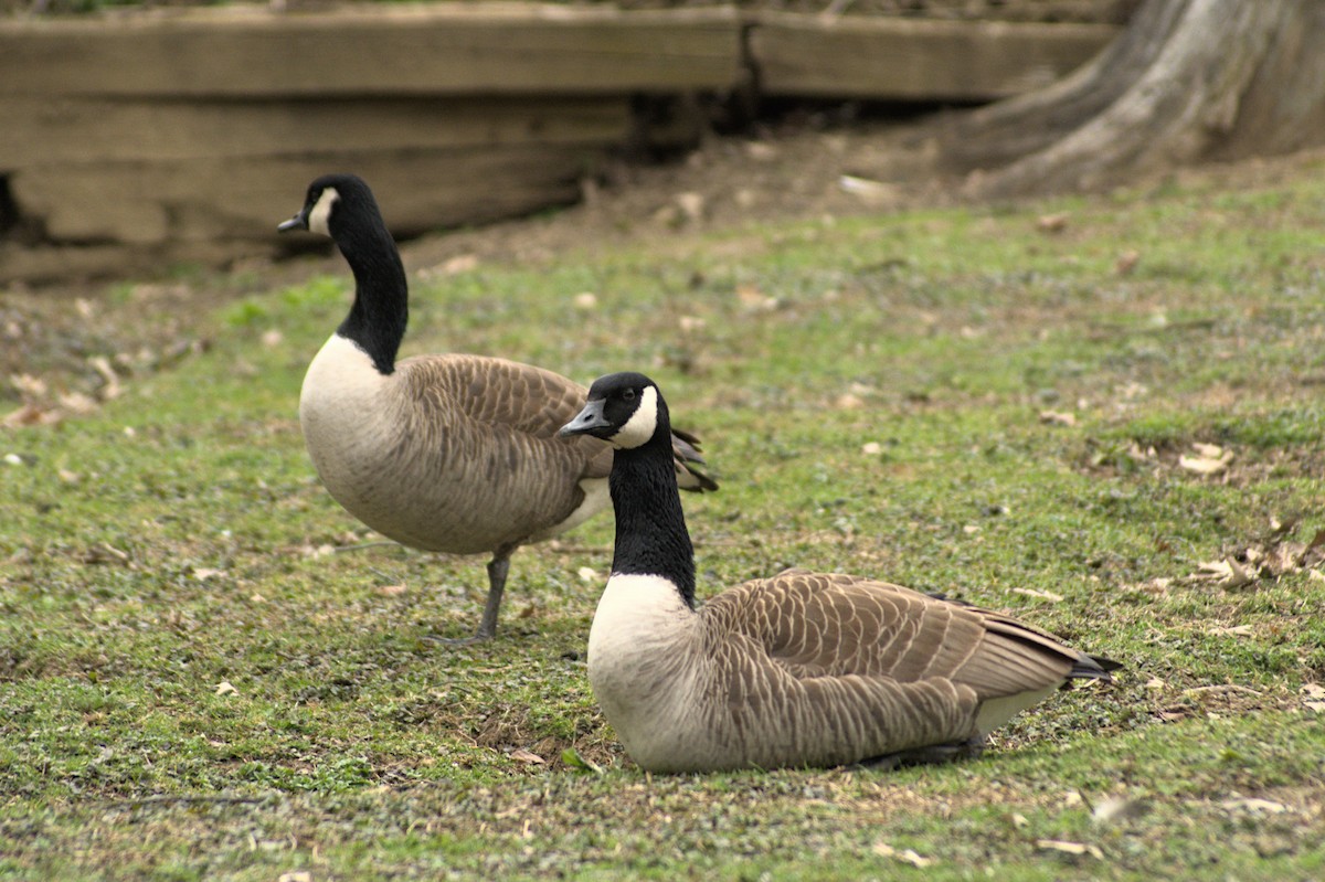 Canada Goose - ML215463641