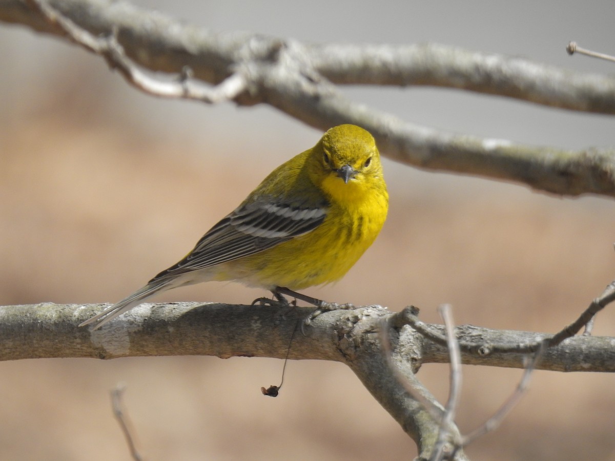 Pine Warbler - ML215464291