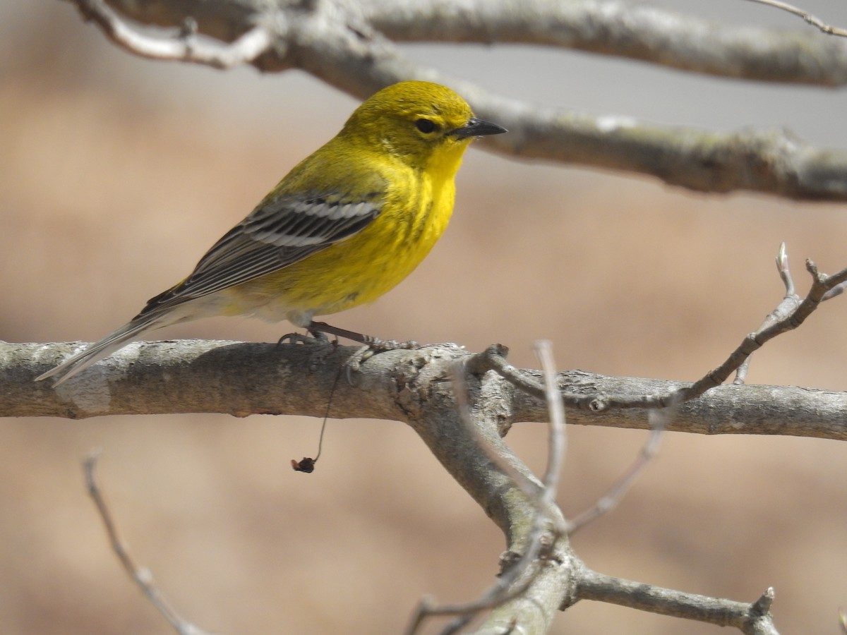 Pine Warbler - ML215464331
