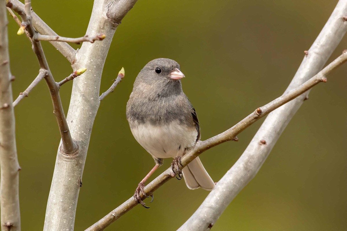 Dark-eyed Junco - ML215466141