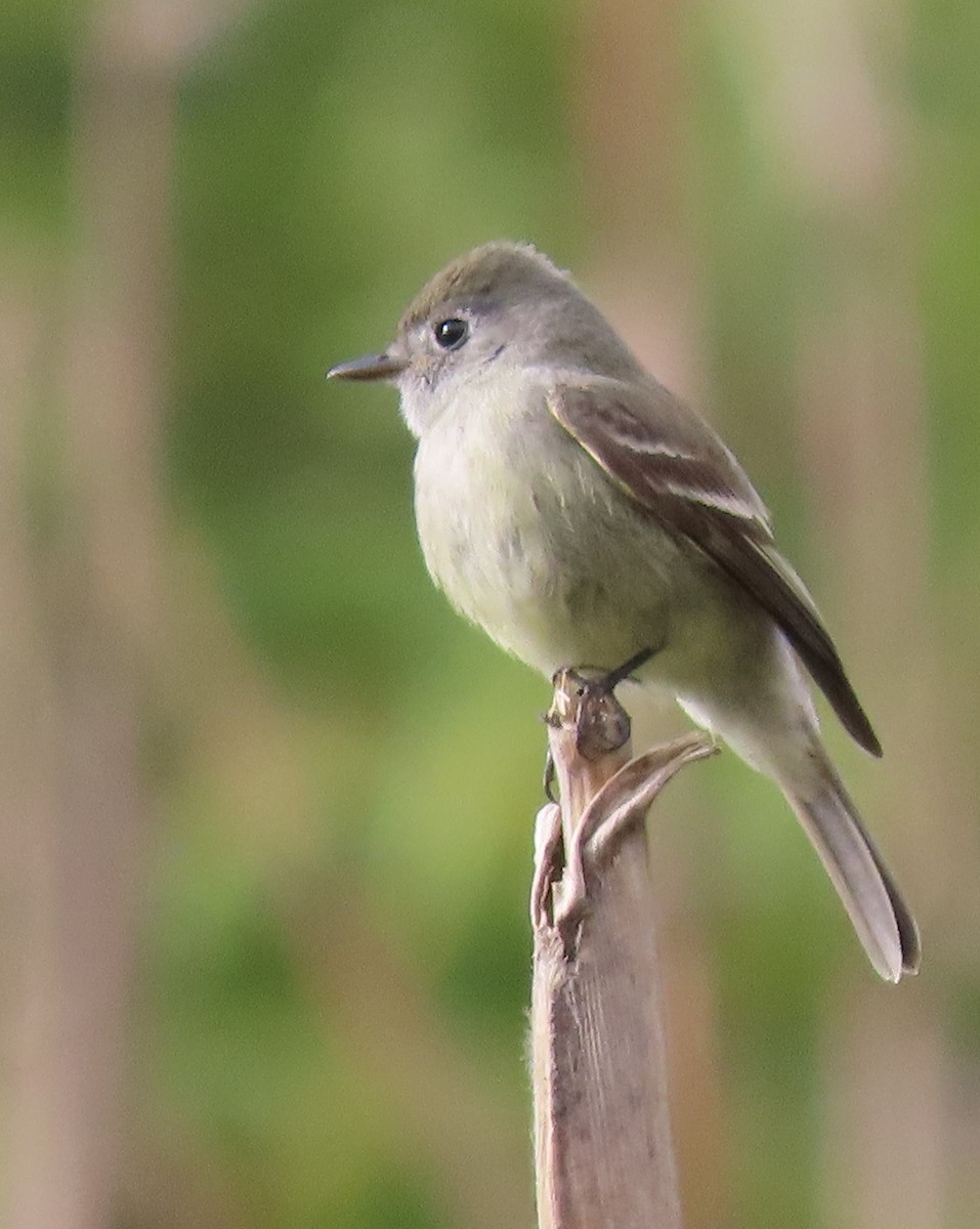 Hammond's Flycatcher - ML215466331