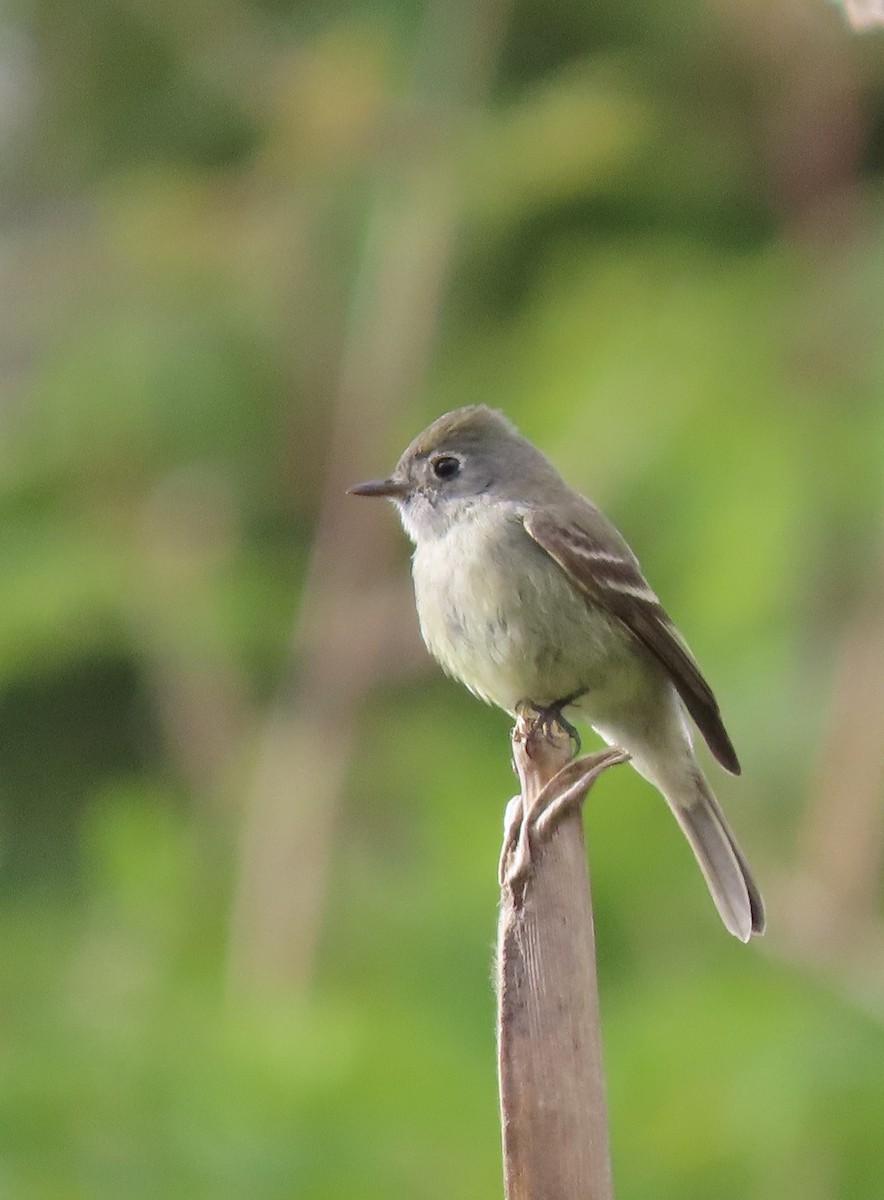 Hammond's Flycatcher - Alfonso Auerbach